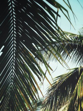 Hindistan cevizi hurma tropikal yaprak güzel