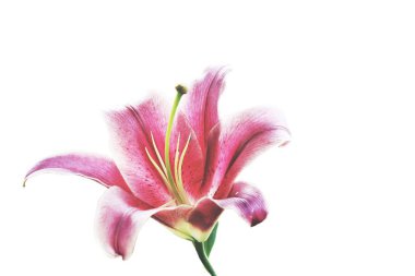 Lilly vintage izole beyaz arka plan beyaz güzel çiçekler