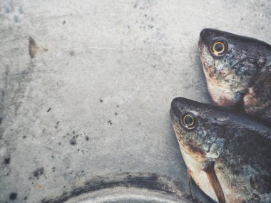 Taze çiğ balık yakın çekim 