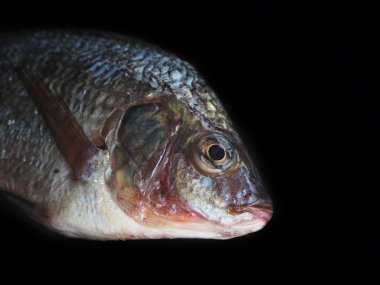 Siyah zemin üzerinde taze çiğ balık