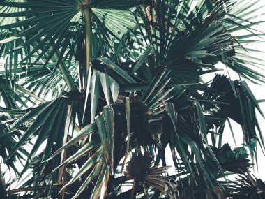 Güzel palm tropikal yaprak