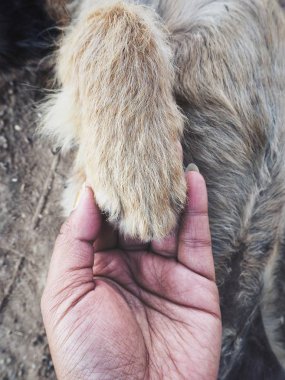 Şirin el oynayan köpek
