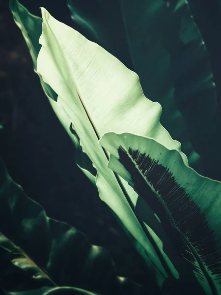 Тропические Листья Папоротника — стоковое фото