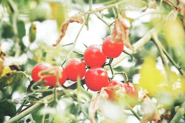 Tomates Maduros Planta Close — Fotografia de Stock