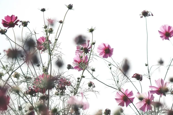 Mooie Roze Kosmos Bloemen — Stockfoto
