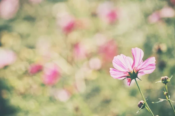 ピンクのコスモスの花の美しい — ストック写真