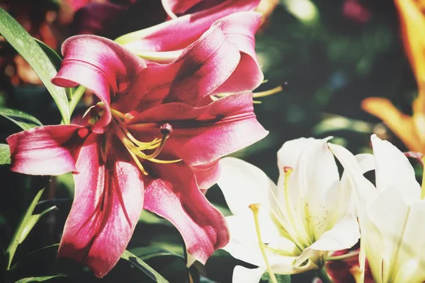 Винтаж Розовых Лиловых Цветов — стоковое фото