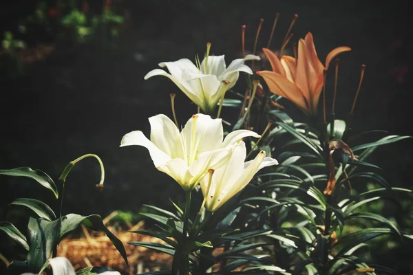 Beautiful White Lilly Flowers Vintage — Stock Photo, Image