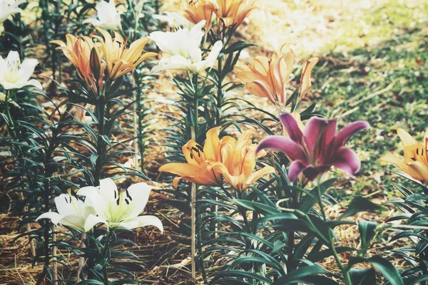Hermosa Flores Lirio Amarillo Vintage — Foto de Stock