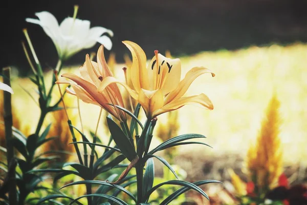 Mooie Gele Lelie Bloemen Vintage — Stockfoto
