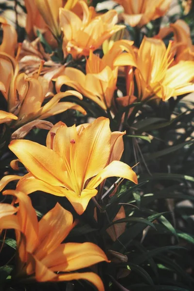 Мбаппе Желтых Лиловых Цветов — стоковое фото
