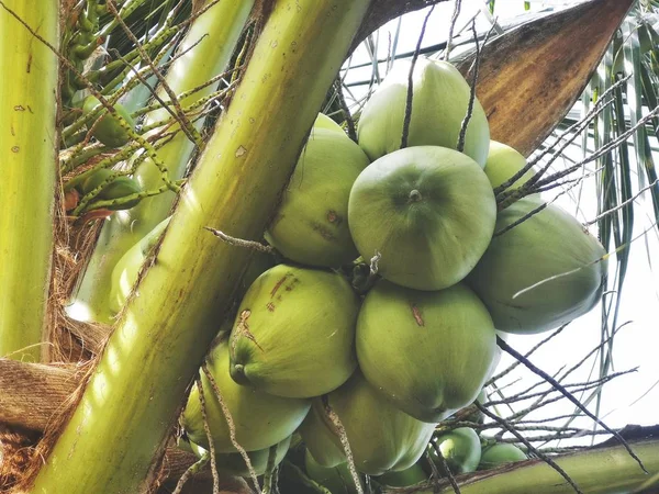 Bebida Coco Árbol —  Fotos de Stock