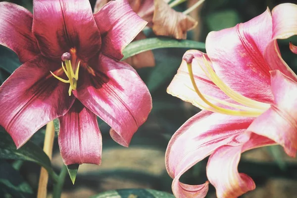 Vackra Rosa Lilly Blommor Vintage — Stockfoto