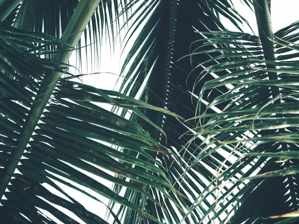 熱帯のココナッツのヤシの葉の美しい — ストック写真