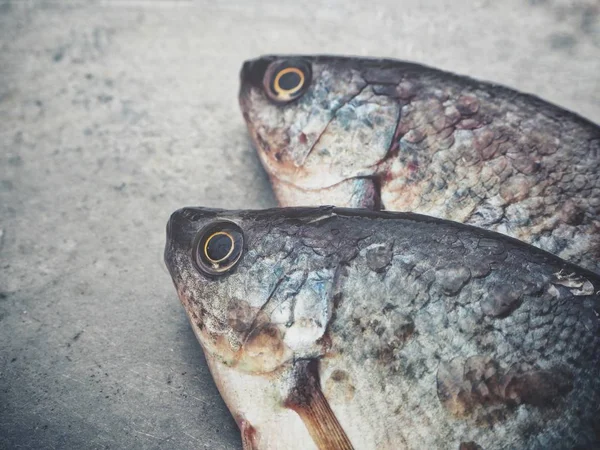 Fresh Raw Fish Close — Stock Photo, Image