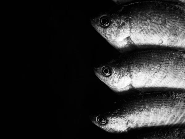 Čerstvé Syrové Ryby Černém Pozadí — Stock fotografie