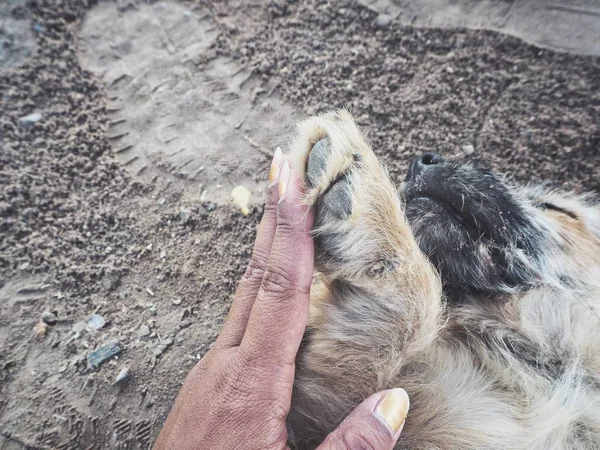 Bonito Cão Jogando Mão — Fotografia de Stock