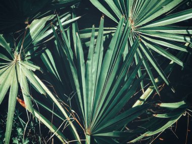 Güzel palm tropikal yaprak