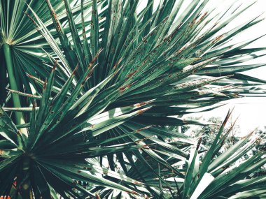 Güzel palm tropikal yaprak