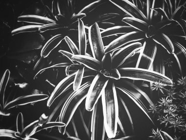 Güzel tropikal yaprak