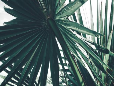 Güzel palm tropikal yaprak