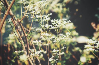 Güzel bir bahar beyaz çiçek