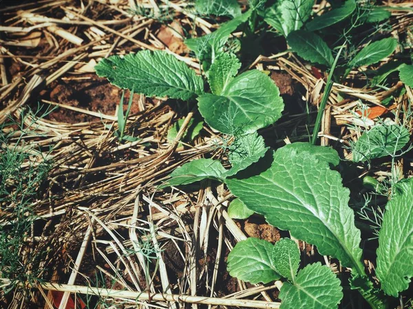 Pak Choi Sur Potager — Photo