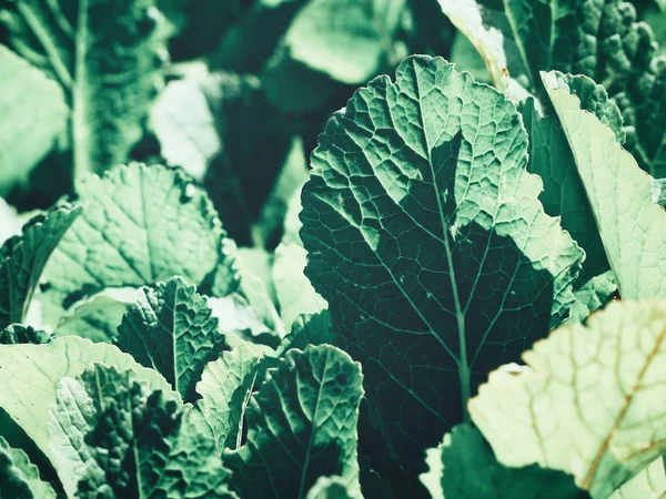 Pak Choi Nell Orto — Foto Stock