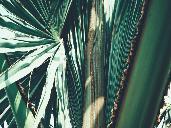 Hermosa Hojas Tropicales Palma — Foto de Stock