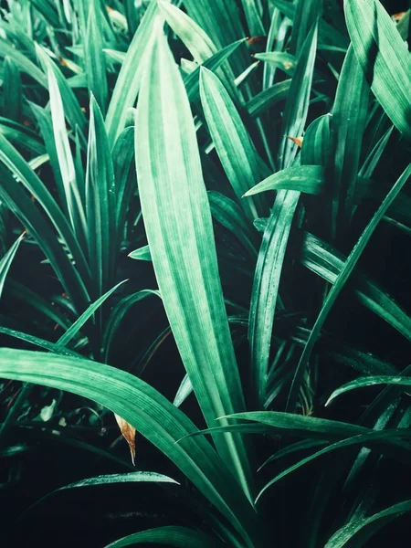 Зеленый Пандан Листья Фона — стоковое фото