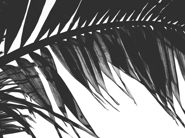 Vacker Tropiska Palmblad — Stockfoto
