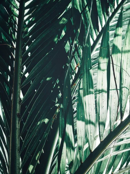 Güzel Palm Tropikal Yaprak — Stok fotoğraf