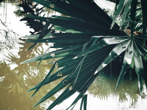 Belle Feuilles Tropicales Palmier — Photo