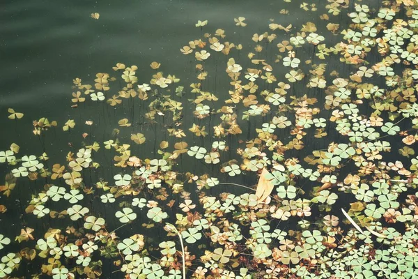 幸運のクローバーの葉水 — ストック写真