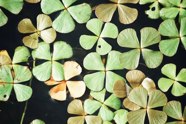 Lucky Clover Listy Vodou — Stock fotografie