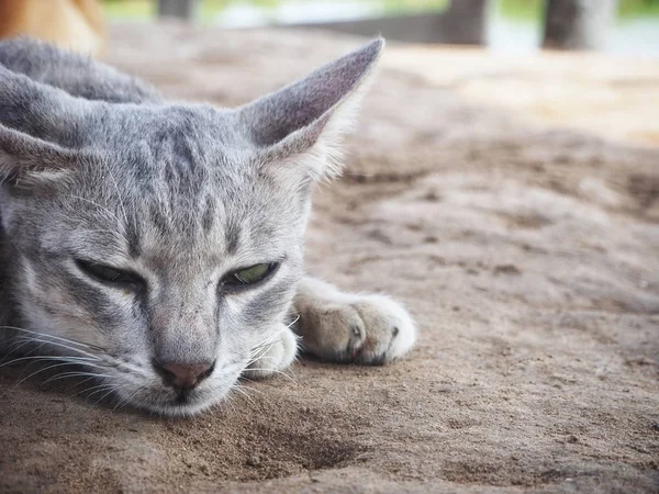 Kedi Portre Güzel — Stok fotoğraf