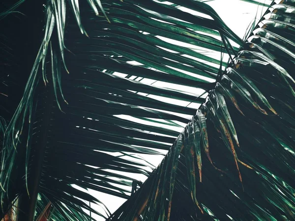 熱帯のココナッツのヤシの葉の美しい — ストック写真