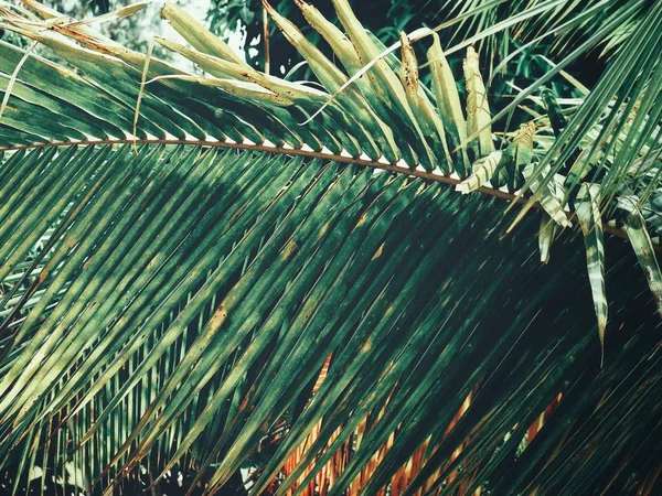 Bella Foglie Tropicali Palma Cocco — Foto Stock