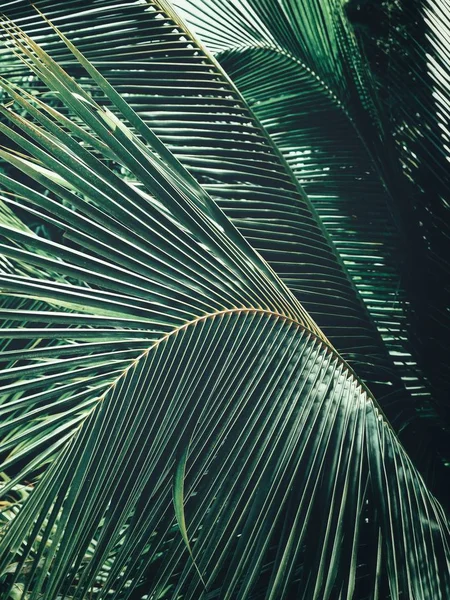 Beautiful Coconut Palm Tropical Leaves — Stock Photo, Image