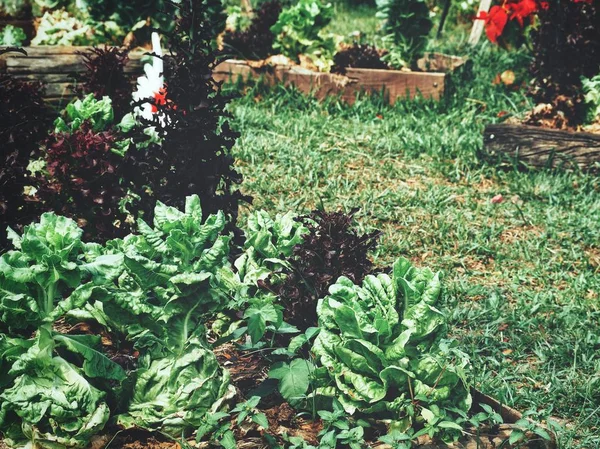 Laitue Dans Potager — Photo