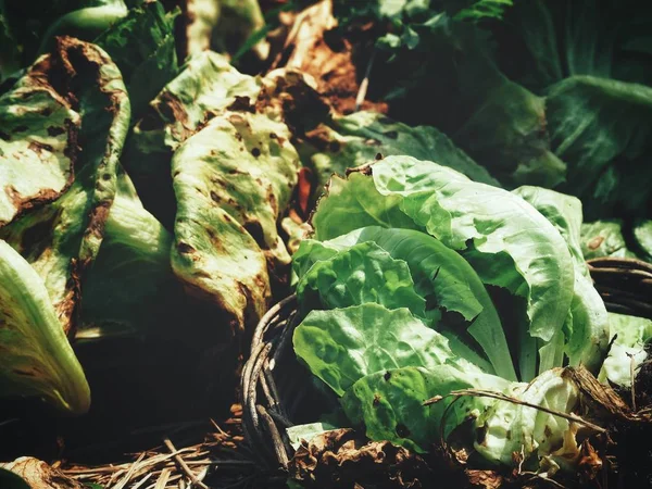 Lettuce Vegetables Garden — Stock Photo, Image