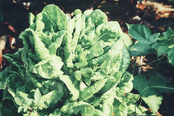 Lettuce Vegetables Garden — Stock Photo, Image