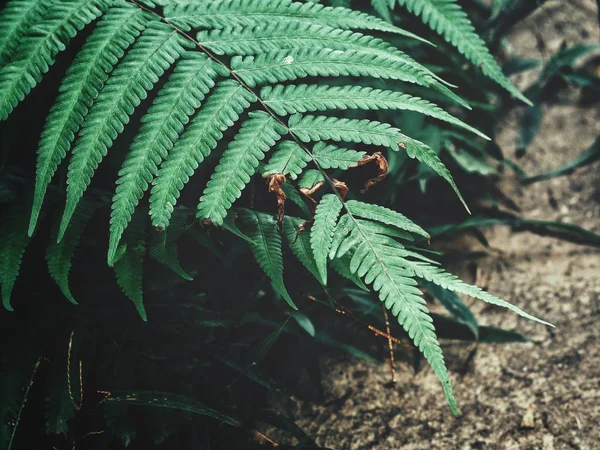 Feuilles Fougère Tropicale Fond — Photo