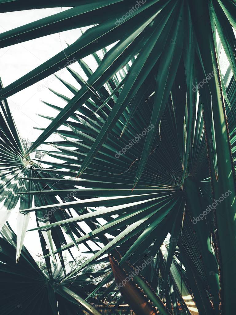 Beautiful of palm tropical leaves