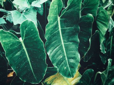 Yeşil tropik yaprakların güzelliği