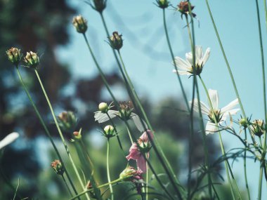 Pembe kozmosun güzel çiçekleri eski tarz.