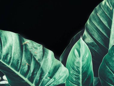 Güzel tropikal yaprak