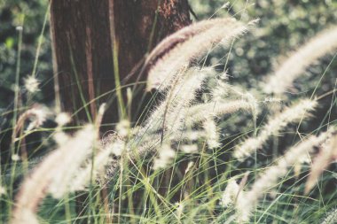 Bahar çiçekleri güzel