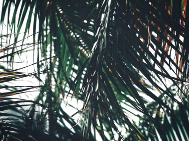 Güzel palm tropikal yaprak