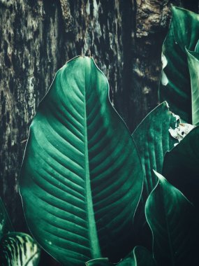 Yeşil tropik yaprakların güzelliği